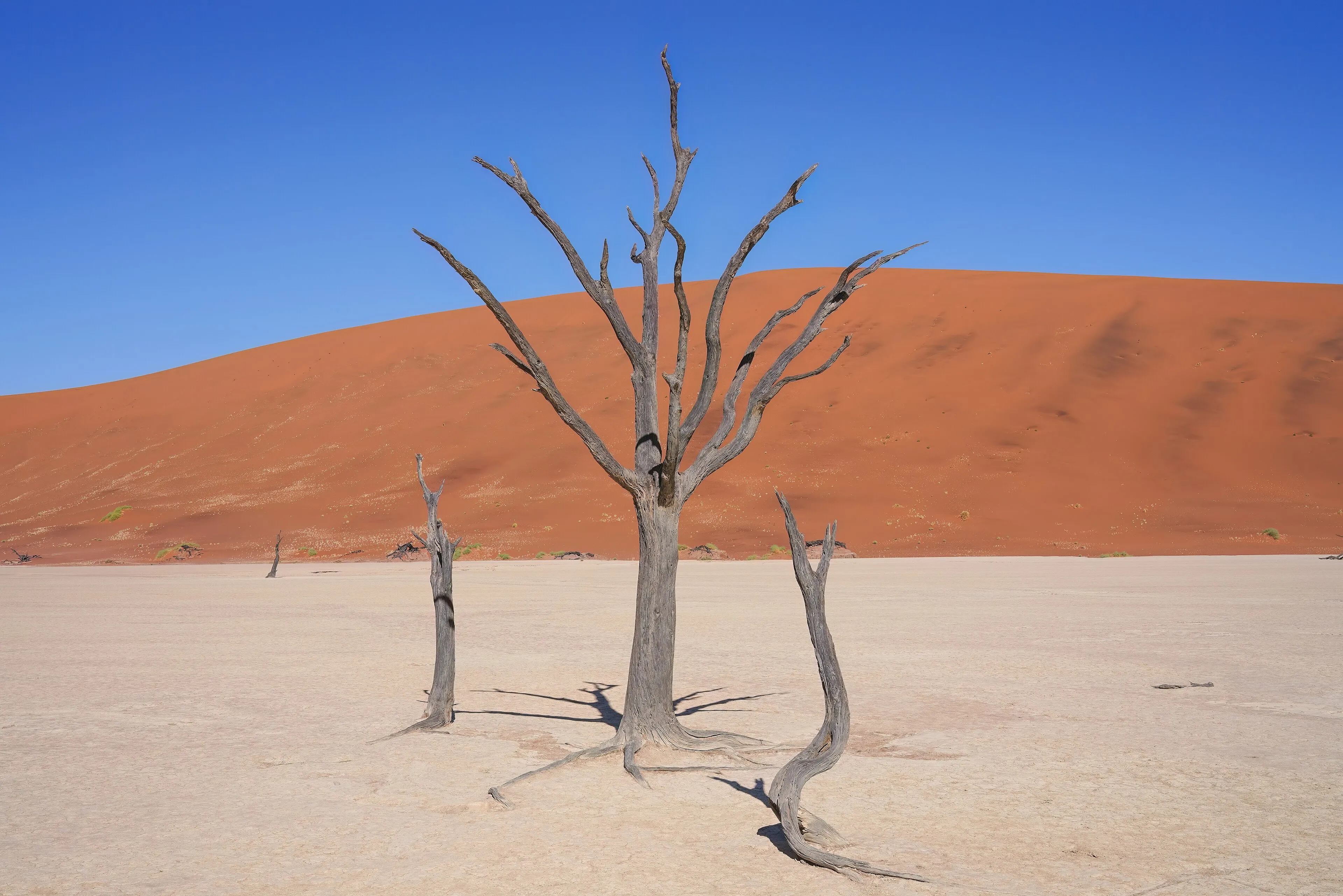 Dead camel thorn trees on the white clay pan of Deadvlei beneath red dunes